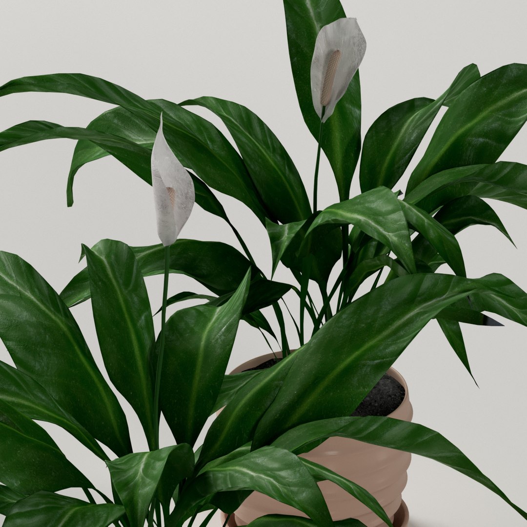 plant spathiphyllum indoor model https://p.turbosquid.com/ts-thumb/eb/Atcyty/odmlk6SS/preview5/jpg/1566132478/1920x1080/fit_q87/36a72dd38f0616941f165649123327863129b3d3/preview5.jpg
