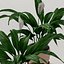실내 식물 : Spathiphyllum
