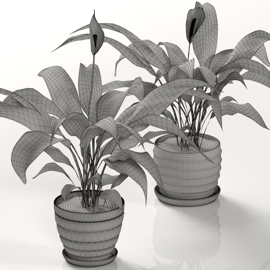 Plant spathiphyllum indoor model - TurboSquid 1437925