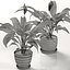 실내 식물 : Spathiphyllum