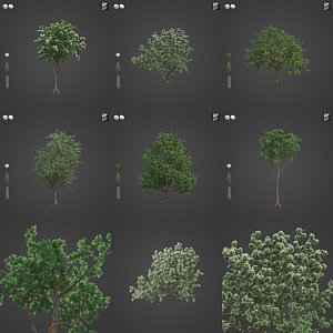2021 PBR Southern Mahogany Collection - Eucalyptus Botryoides 3D model