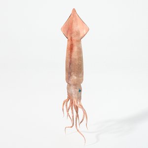 3D squid