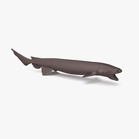 Frilled Shark