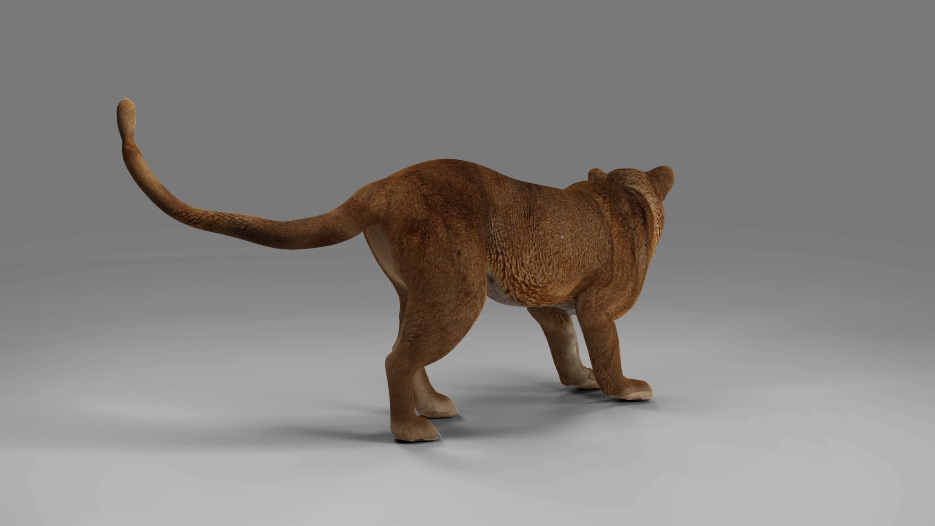 Lioness Rigged and Animation V02 in Blender Unity model https://p.turbosquid.com/ts-thumb/eb/Vyal34/8u/04/jpg/1689320216/1920x1080/fit_q87/2086762c270aaaf5c10a2403cfda80b0715406ce/04.jpg