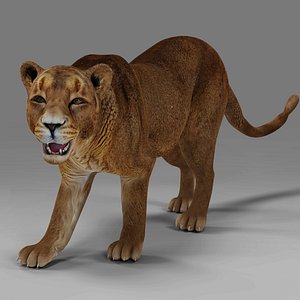Lioness Rigged and Animation V02 in Blender Unity model