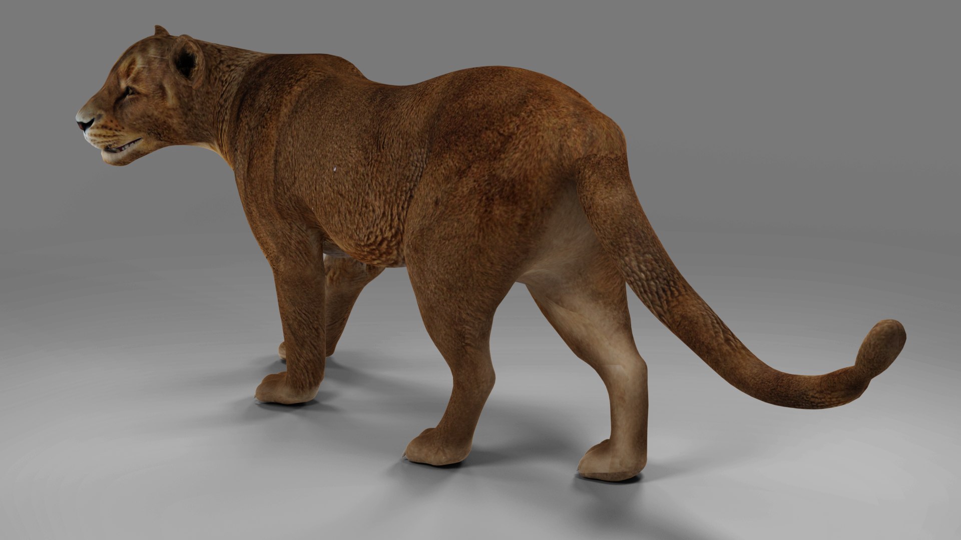 Lioness Rigged and Animation V02 in Blender Unity model https://p.turbosquid.com/ts-thumb/eb/Vyal34/uZ/05/jpg/1689320217/1920x1080/fit_q87/afa7a1481a8f4fbabe751a65409d1d72aaea1019/05.jpg
