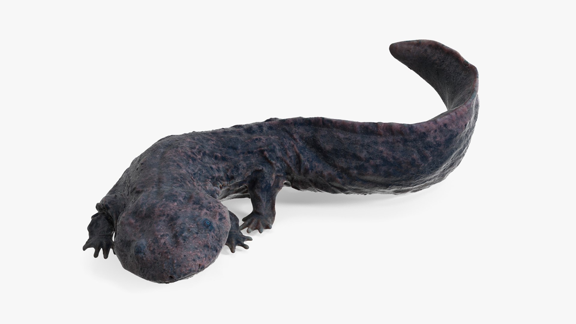 Andrias Davidianus Dark Wet Rigged for Maya 3D model preview