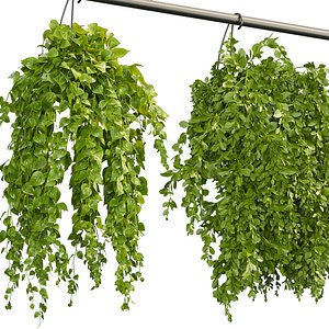 Collection plant vol 360 - hanging - ampelous - indoor - pothos - Boston Fern 3D model