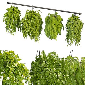 Collection plant vol 360 - hanging - ampelous - indoor - pothos - Boston Fern 3D model