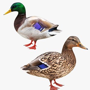 3D Mallard Collection