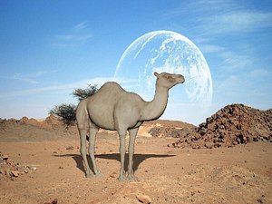 3d camel model