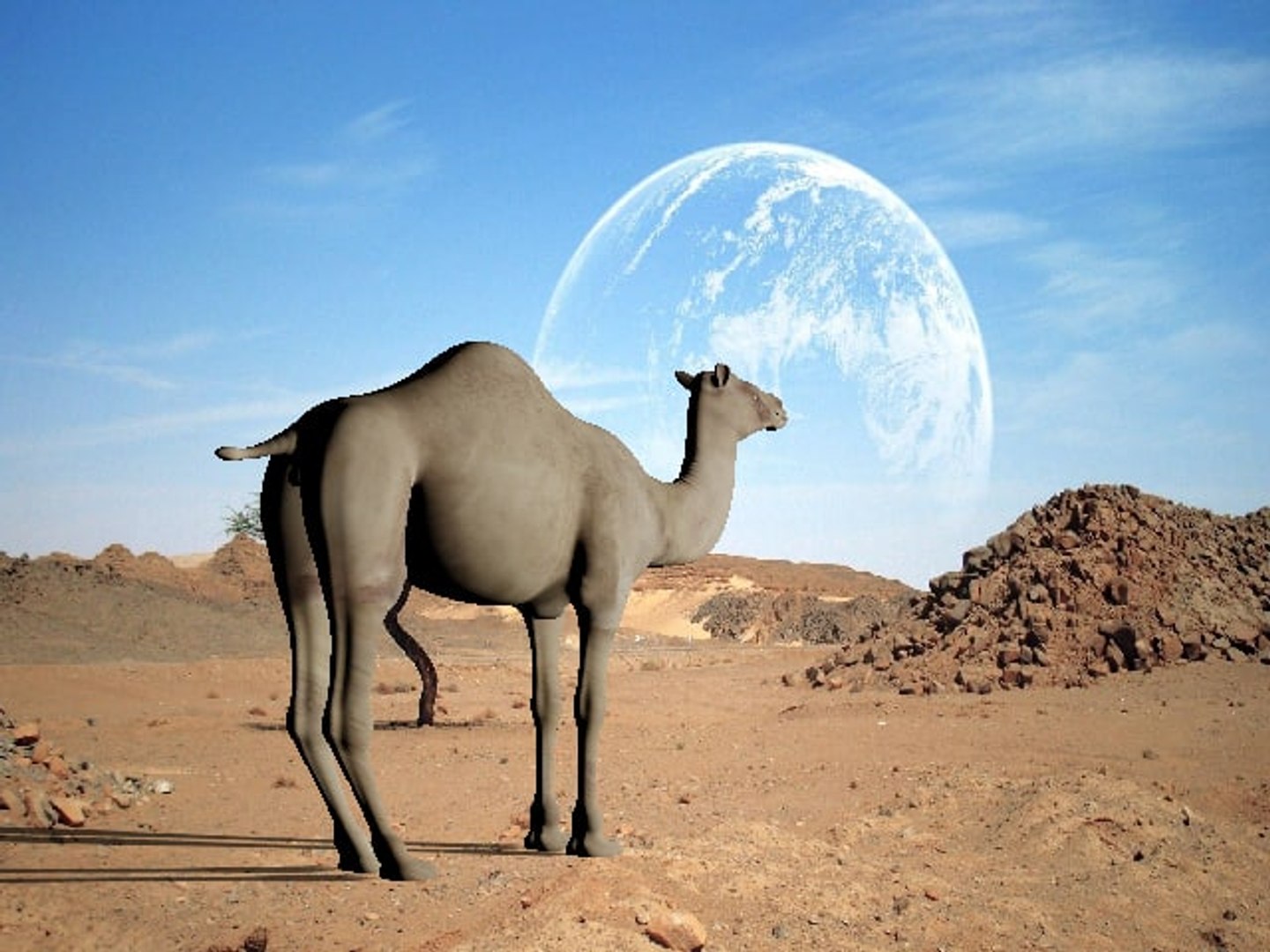 3d camel model https://p.turbosquid.com/ts-thumb/ec/0yMuUQ/eWGa2saj/11.bmpbb3c70765d084c1093cd51e7fdb44330original/jpg/1489746212/1920x1080/fit_q87/dc7c14dd612e07a5caf304535a339a048f43b1b3/11.bmpbb3c70765d084c1093cd51e7fdb44330original.jpg