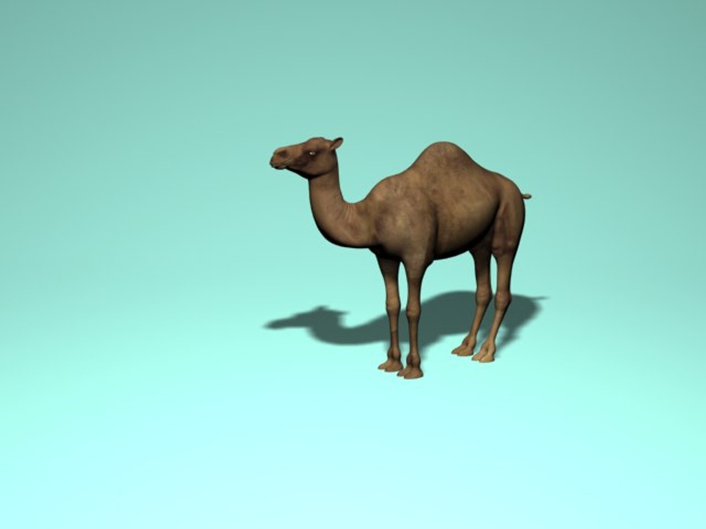 3d camel model https://p.turbosquid.com/ts-thumb/ec/0yMuUQ/laaHdEKu/3.bmp722cb21b494a47adbf91acc965e4bd73original/jpg/1489746212/1920x1080/fit_q87/fcf94fbf709f9ee893b80eb006fa7f8400c3014a/3.bmp722cb21b494a47adbf91acc965e4bd73original.jpg