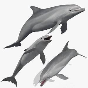 3D Animated Dolphin 3D model