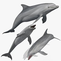 3D Animated Dolphin