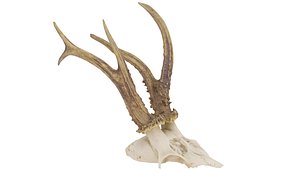 Animal Skull