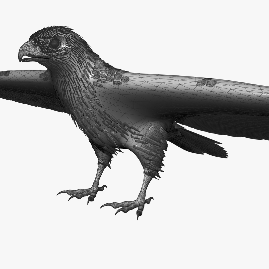 3d Model Red Tailed Hawk