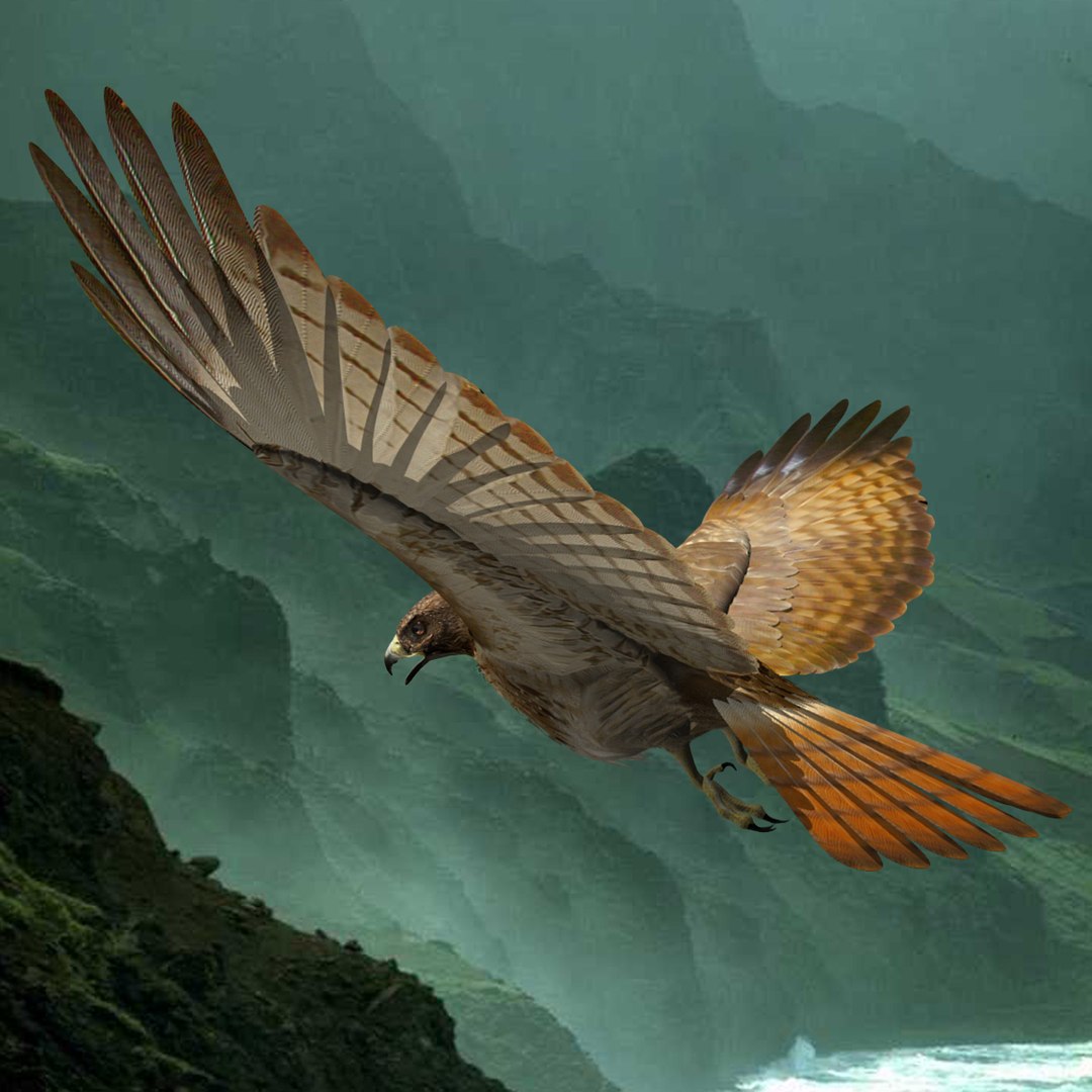 3d model red tailed hawk https://p.turbosquid.com/ts-thumb/ec/LjB9Nr/Jo3OOFLE/rthsiginsitu/jpg/1345601642/1920x1080/fit_q87/996cb47b3faa784da672e24286816c48caf6a176/rthsiginsitu.jpg