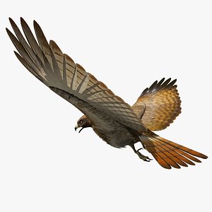 Red Tailed Hawk