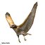 3d model red tailed hawk