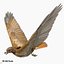 3d model red tailed hawk