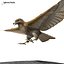 3d model red tailed hawk
