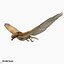3d model red tailed hawk