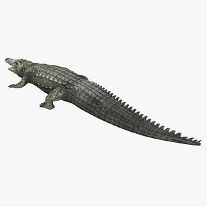 Crocodile 2