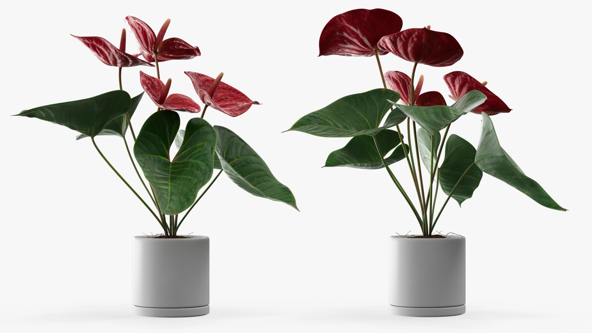 Plant Anthurium Potted Flower Red 3D model preview
