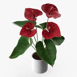 Plant Anthurium Potted Flower Red