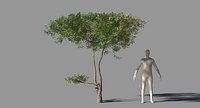 Acacia Tree Type 10