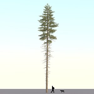 spruce tree 3d max