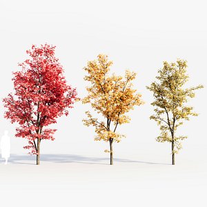 3D Acer saccharinum b