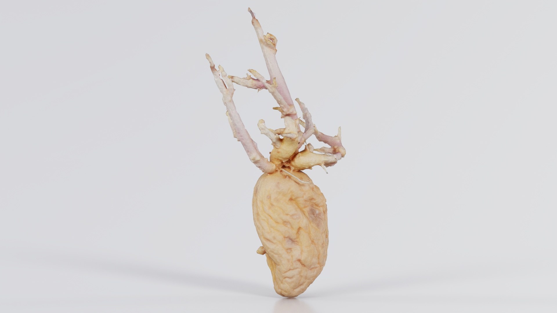 Shriveled Potatoe 2 Remastered 3D model https://p.turbosquid.com/ts-thumb/ed/BaYm7U/mO/shriveled_potatoe_2_08/jpg/1740367249/1920x1080/fit_q87/589b590a60dceb98ce8cb69590eb0d3c4ed402cf/shriveled_potatoe_2_08.jpg