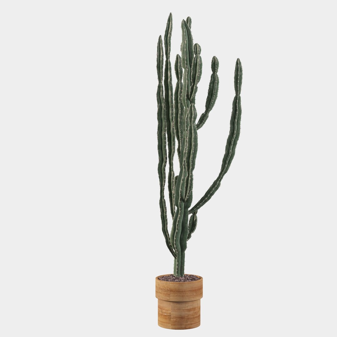 euphorbia candelabrum cactus 3D https://p.turbosquid.com/ts-thumb/ed/J9OxHh/1xXQZOOi/cactus12/jpg/1601451028/1920x1080/fit_q87/a987299254bf4b5dc3c82052da6f3b219c50c615/cactus12.jpg