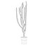Candelabro Euphorbia
