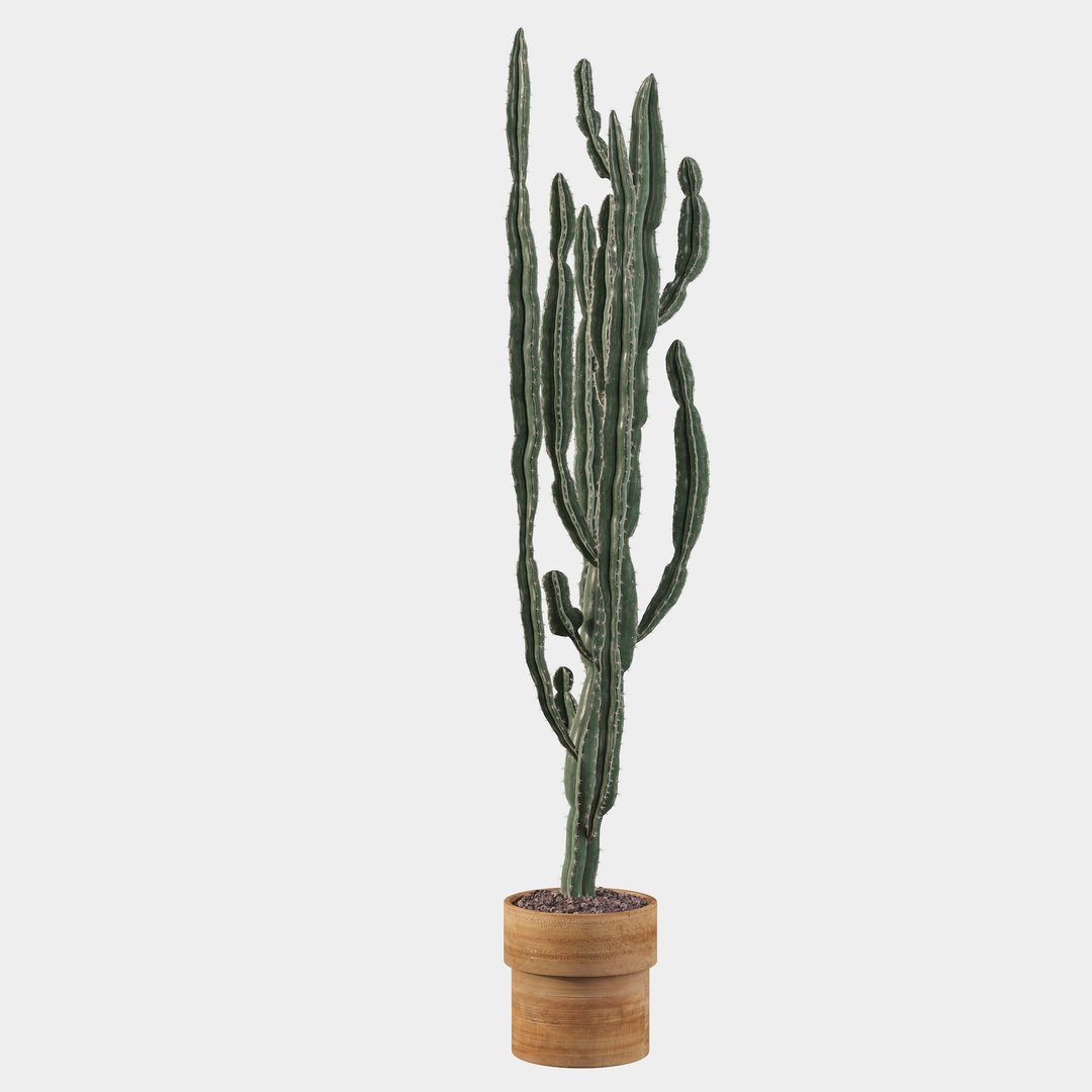 euphorbia candelabrum cactus 3D https://p.turbosquid.com/ts-thumb/ed/J9OxHh/PufbL3mn/cactus16/jpg/1601451028/1920x1080/fit_q87/27ce9a7936a03dd5b21071aecfced9889323c29f/cactus16.jpg