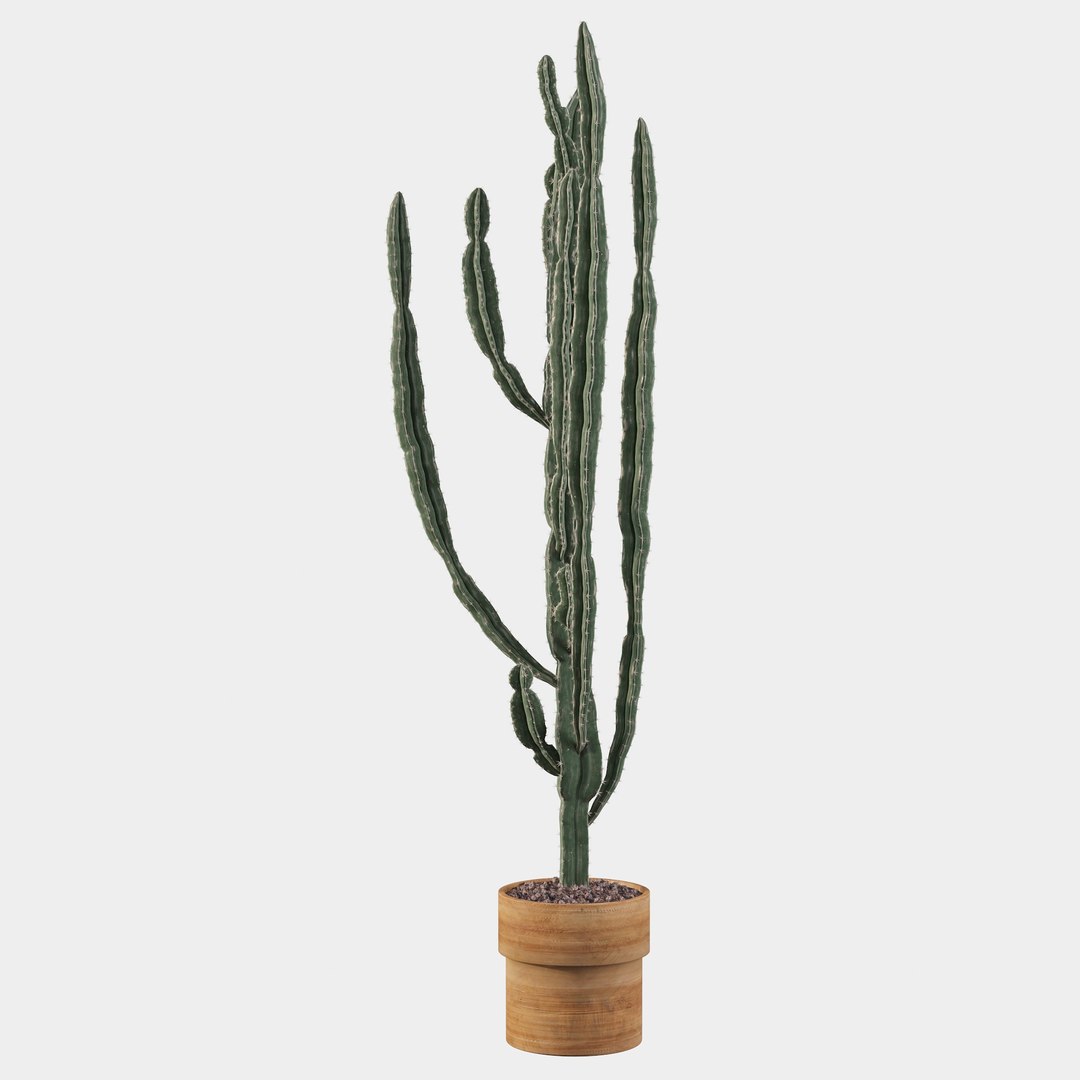 euphorbia candelabrum cactus 3D https://p.turbosquid.com/ts-thumb/ed/J9OxHh/gQ7VVVs3/cactus20/jpg/1601451028/1920x1080/fit_q87/6b84426606a600ecbe46a64e3a18fe6368164828/cactus20.jpg