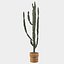 Candelabro Euphorbia
