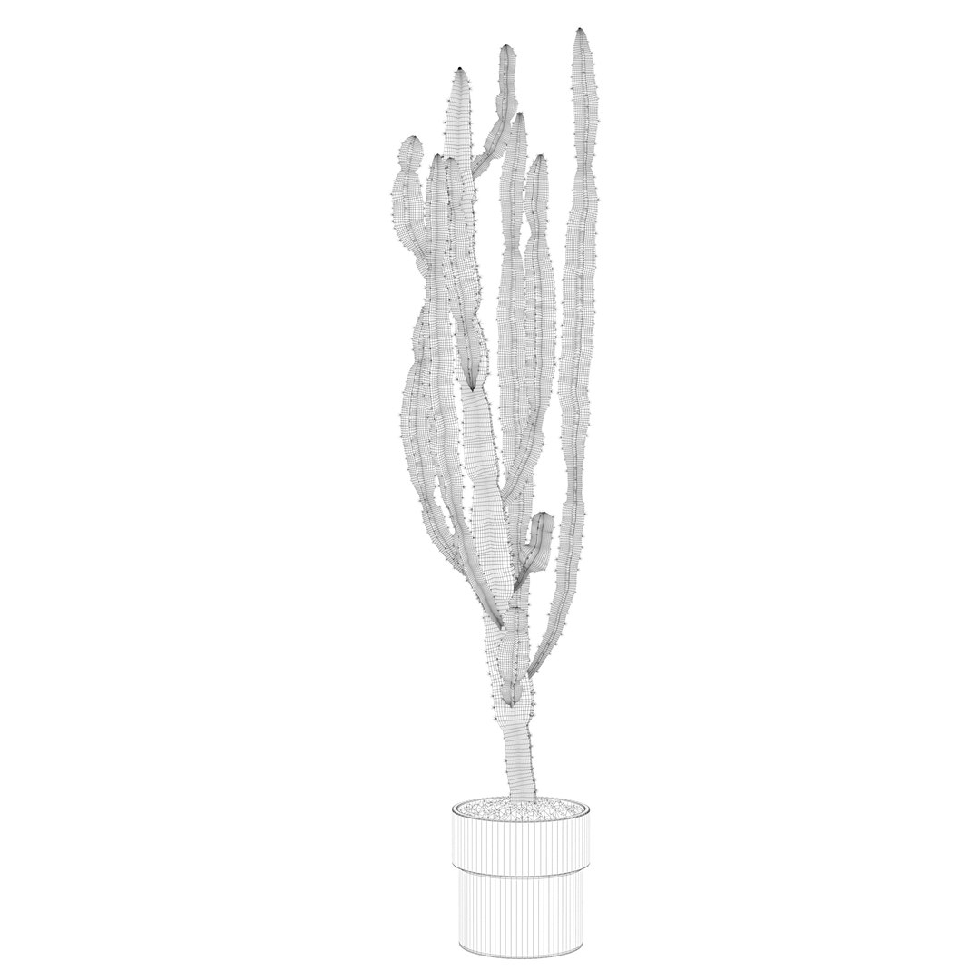 euphorbia candelabrum cactus 3D https://p.turbosquid.com/ts-thumb/ed/J9OxHh/nRJVdOvM/cactuswire7/jpg/1601451028/1920x1080/fit_q87/cd0f0158702135544a69c6018f5498763754fb6f/cactuswire7.jpg