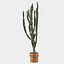 Candelabro Euphorbia