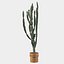 Candelabro Euphorbia