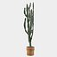 Candelabro Euphorbia