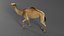 Dromedary Camel Rigged Xgen