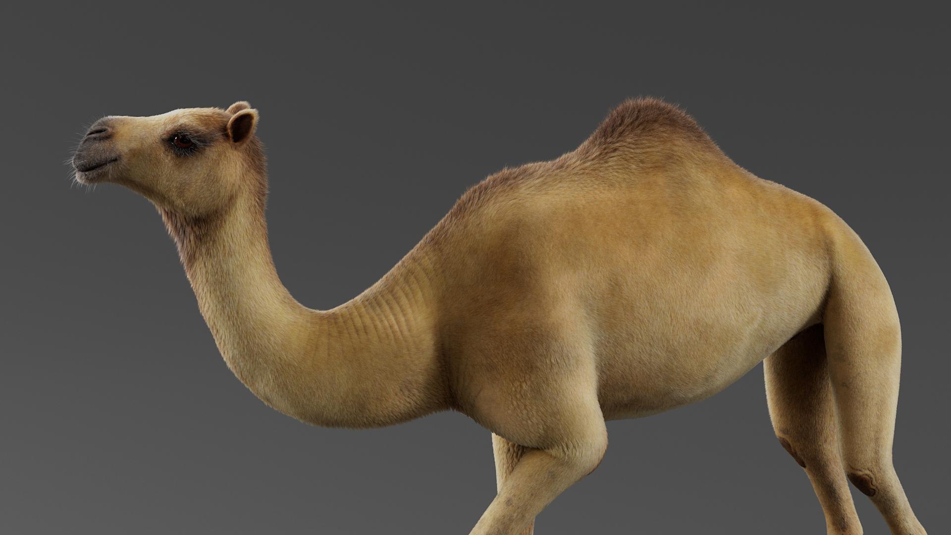 3D Dromedary Camel Rigged Xgen https://p.turbosquid.com/ts-thumb/ed/JDiPGK/4f/camel_rigged_06/jpg/1758638833/1920x1080/fit_q87/4d24cd83955733393810c4a442b7954468fd00f4/camel_rigged_06.jpg