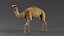 Dromedary Camel Rigged Xgen