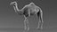 Dromedary Camel Rigged Xgen