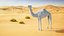 Dromedary Camel Rigged Xgen