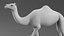 Dromedary Camel Rigged Xgen