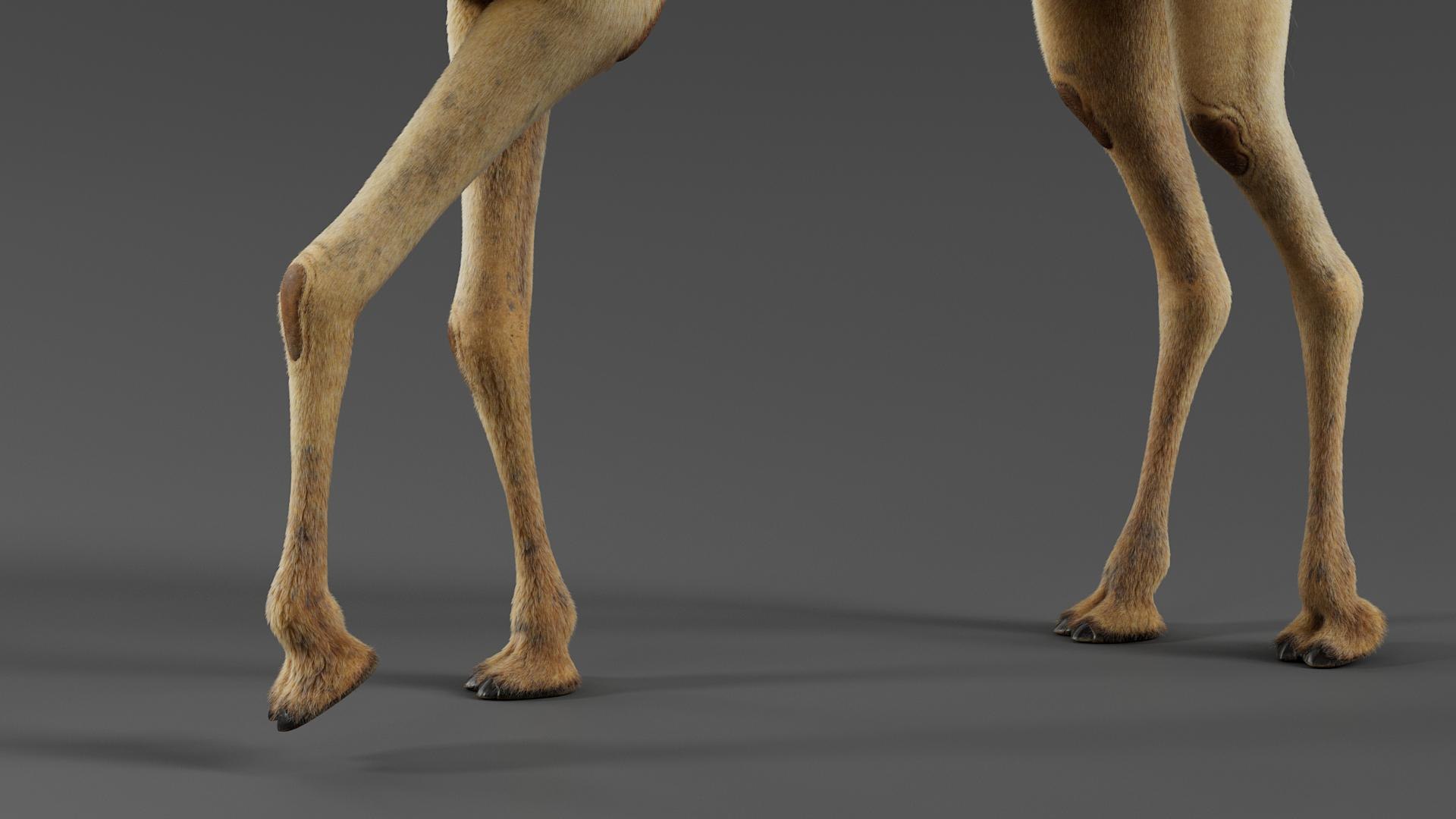 3D Dromedary Camel Rigged Xgen https://p.turbosquid.com/ts-thumb/ed/JDiPGK/G8/camel_rigged_07/jpg/1758638833/1920x1080/fit_q87/8b2c5168ef1d5dfeb64bd0a7d07892c3e5c4be75/camel_rigged_07.jpg